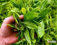 【绿茶】英山云雾茶是红茶还是绿茶 英山云雾茶的功效与作用