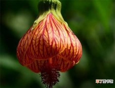 【叶子】金铃花叶子蔫了怎么办 金铃花的养殖方法