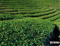 【山茶】台湾高山茶价格多少钱一斤 高山茶的功效与作用