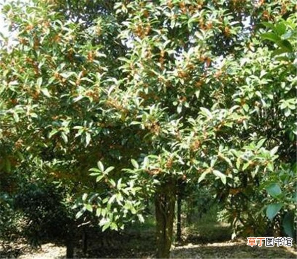 【树】八月桂和四季桂的区别 八月桂树种植技术