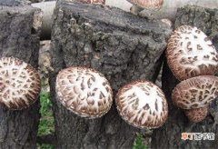 【功效】花菇的功效与作用 干花菇怎么泡发泡多久
