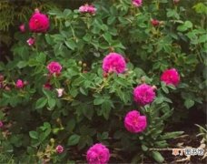 【玫瑰】苔藓玫瑰的寓意是什么 常见玫瑰品种大全图解