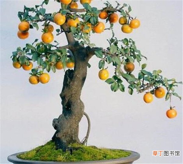 【果树】盆栽果树常用树种有哪些 果树新品种如何培育的