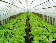 【大棚】蔬菜温室大棚设计方案 温室大棚骨架建设与造价