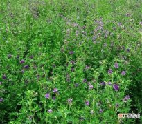 【功效】紫花苜蓿的功效与作用 紫花苜蓿草种植方法