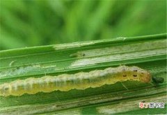 【防治】稻纵卷叶螟对水稻的危害 稻纵卷叶螟最佳防治时期