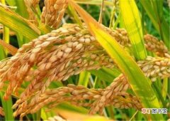 【作用】糯稻根的功效与作用 糯稻和水稻的区别