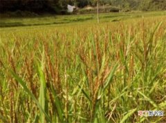 【价值】胭脂稻营养价值 胭脂稻大米多少钱一斤