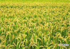 【水稻】超级杂交水稻最高亩产 超级水稻是不是转基因