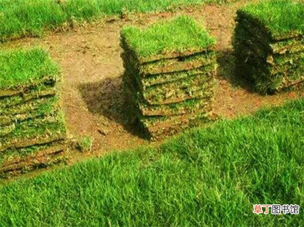 【种子】绿化草皮种子有哪些品种 绿化草皮要怎么铺
