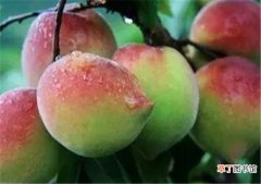 【多】鹰嘴桃树苗多少钱一棵 鹰嘴桃种植技术