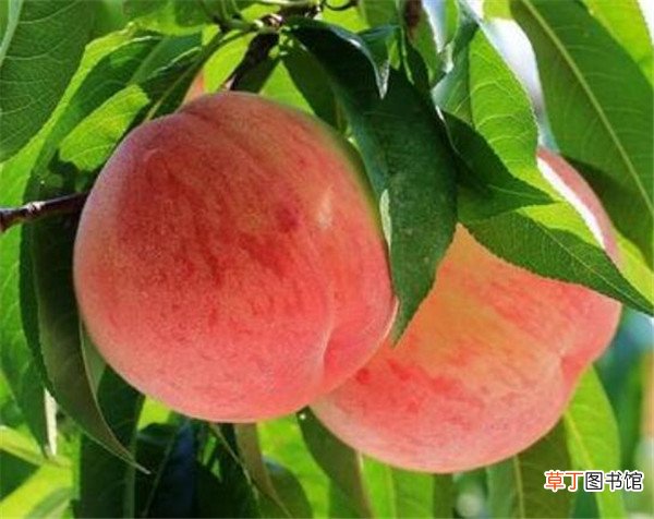 【适合】冬桃适合哪些地区种植 冬桃多少钱一斤