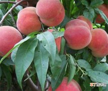 【适合】冬桃适合哪些地区种植 冬桃多少钱一斤