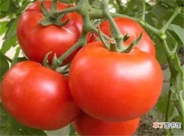 【种类】茄果类蔬菜有哪些种类 茄果类有哪些共同特点