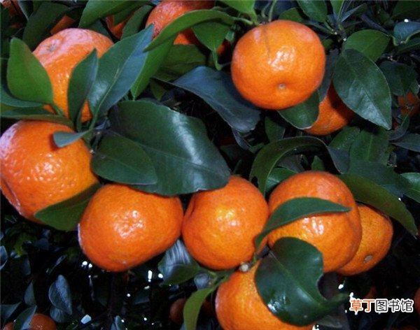 【价格】沙糖桔价格多少钱一斤 砂糖橘种植技术
