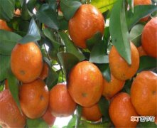 【价格】沙糖桔价格多少钱一斤 砂糖橘种植技术