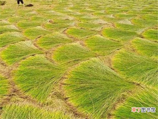【用途】席草的作用与用途 席草栽培技术
