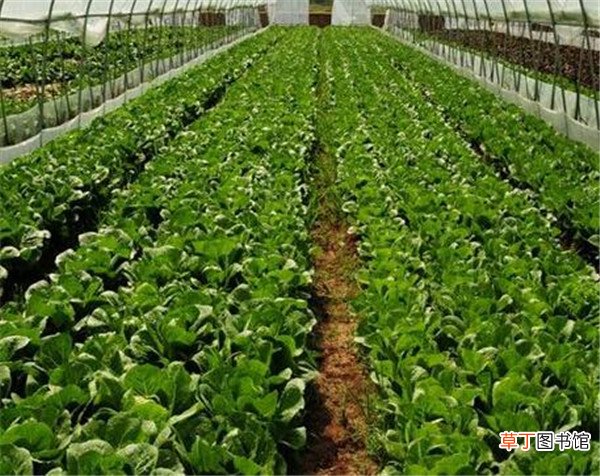 【栽培】无公害蔬菜栽培技术 无公害蔬菜的市场前景