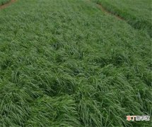 【种子】黑麦草种子图片价格 黑麦草种植方法