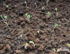 【种子】萝卜种子种植时间和方法 萝卜种子几天能发芽