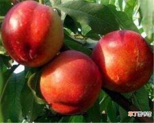 【吃】孕妇可以吃油桃吗 大棚油桃的热量高不高