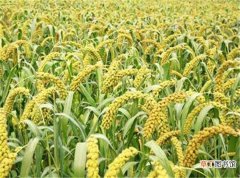 【植物】磷钾肥适合什么植物 磷钾肥怎么浇花正确
