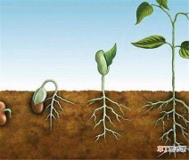 【作用】硫酸钾肥料的作用及用途 硫酸钾肥料和氯化钾肥料区别