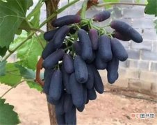 【多】蓝宝石葡萄多少钱一斤 蓝宝石葡萄种植技术