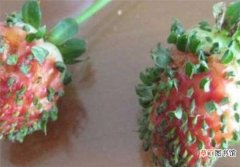 【养护】草莓发芽后怎么养护 草莓发芽后多久可以移栽