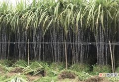 【种植】黑皮甘蔗种植技术 甘蔗产地是哪里