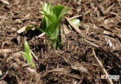 【养花】腐叶土是酸性还是碱性 腐叶土可以直接养花吗