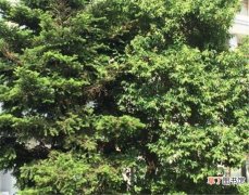 【生长】日本冷杉是常绿还是落叶 冷杉生长环境