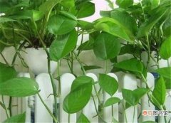 【植物】甲醛克星植物有哪些 植物除甲醛正确的方法