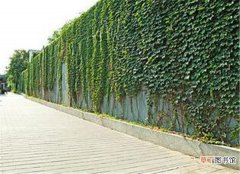 【种植】爬墙虎花有几种 爬墙虎种植技术