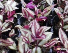 【养殖方法】紫鸭拓草怎么繁殖 紫鸭拓草的养殖方法