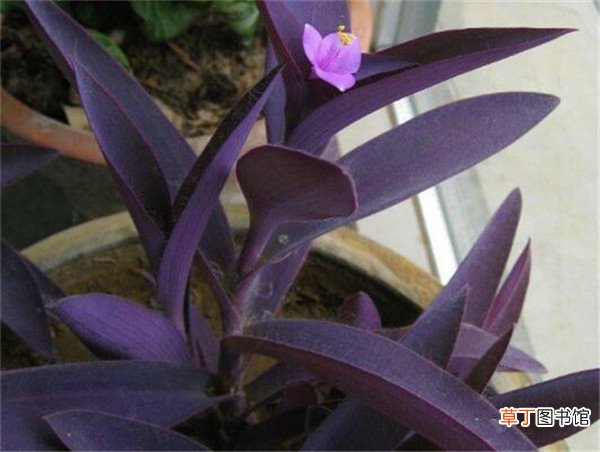 【养殖方法】紫鸭拓草怎么繁殖 紫鸭拓草的养殖方法