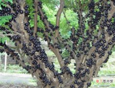 【葡萄】树葡萄几年可以挂果 树葡萄种植技术