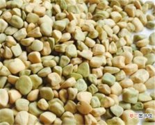 【功效】马牙豆有毒吗 马牙豆的功效与作用及禁忌