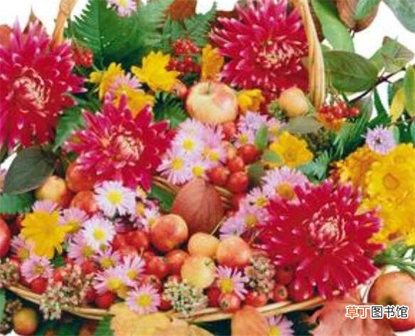 【花】水果花篮适合送给什么样的人 水果篮一般装几种水果