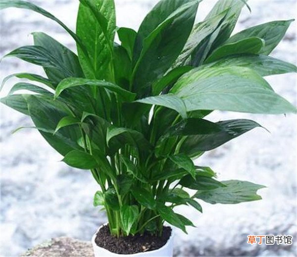 【植物】室内观赏植物名称图片 最好养的客厅大盆绿植