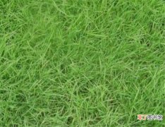 【缺点】马尼拉草坪优缺点 马尼拉草种植技术