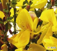 【风水】金雀花的风水意义 金雀花的种植方法