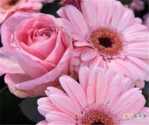 【植物】开放粉红花的植物有哪些 花卉盆栽怎么浇水