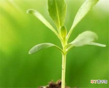 【生长】植物生长调节剂的优点 植物生长调节剂对人体有害吗