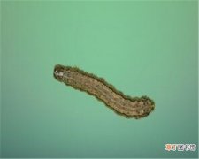 【花卉大全】黏虫怎么彻底杀死 黏黏虫的危害有哪些
