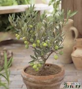 【盆栽】橄榄树盆栽养殖方法有哪些？