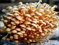 【种植】金针菇增产种植技术有哪些？
