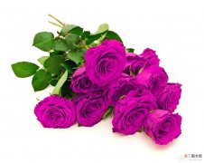 【养殖方法】紫玫瑰的养殖方法有哪些？