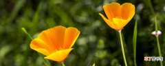 【罂粟花】花菱草是罂粟花吗有哪些养殖观赏？