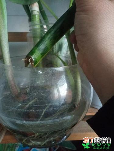 【虎皮兰】一片虎皮兰的叶片放在水里，神奇的繁殖小苗有哪些？